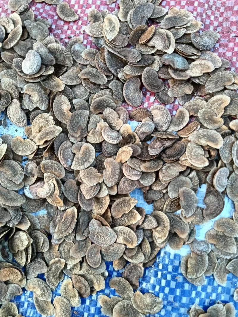 菏树籽