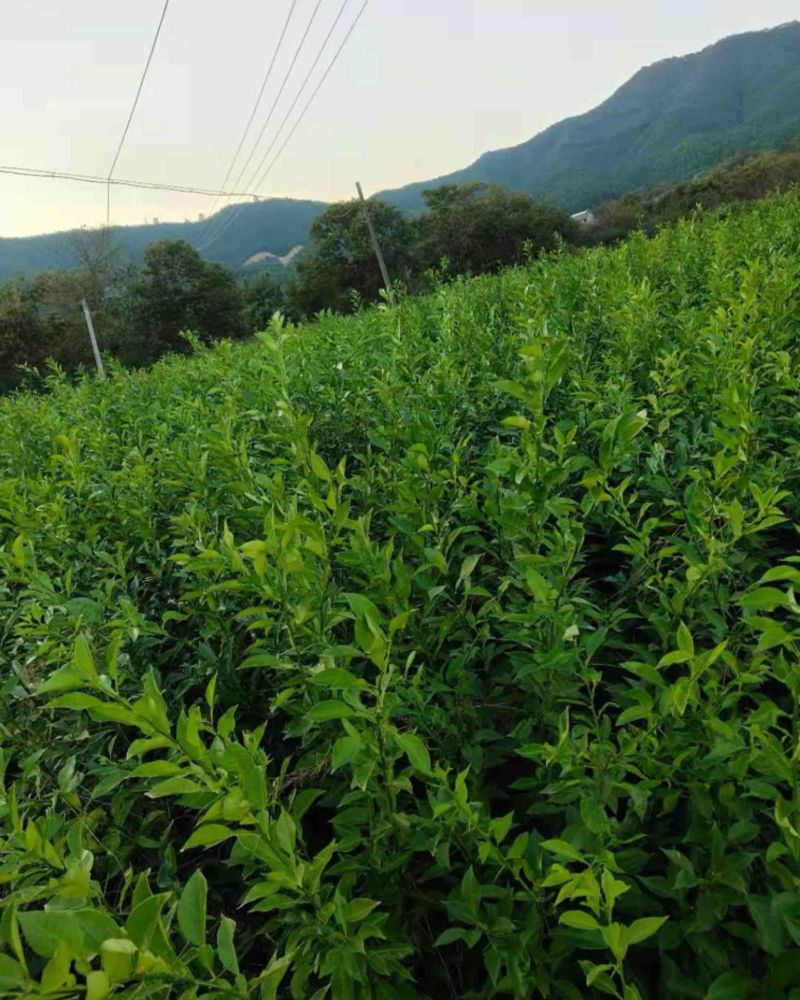 金盆柚苗各种年限的苗子都有基地直供量大从优