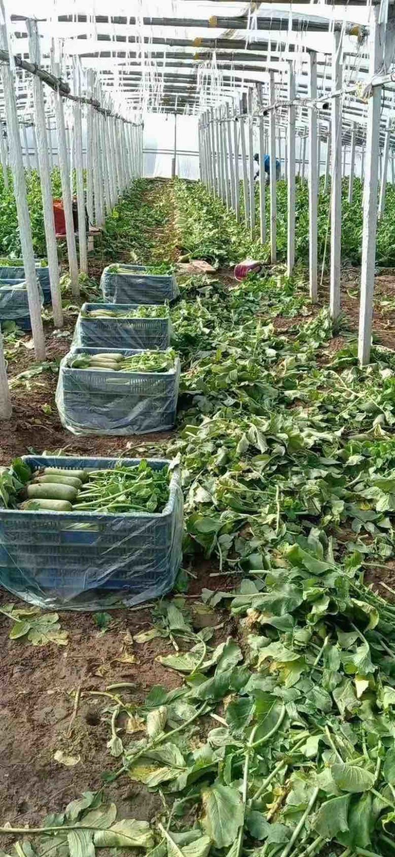 天津沙窝萝卜，冰激凌萝卜，凤梨萝卜