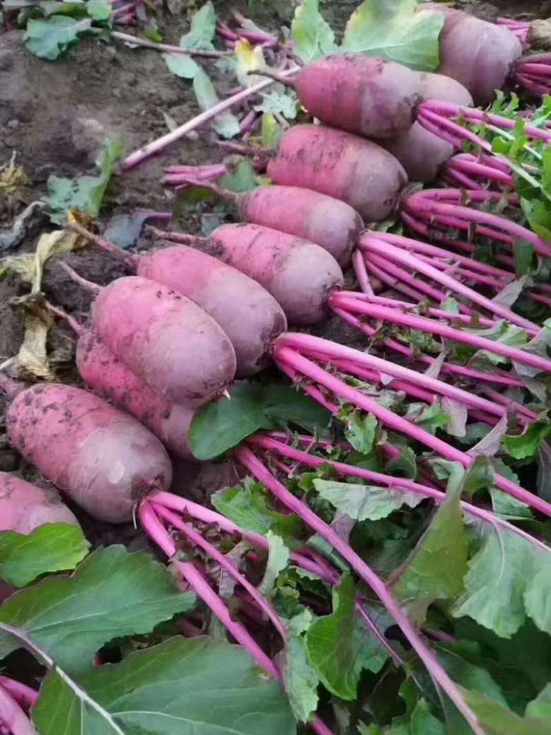 天津沙窝萝卜，冰激凌萝卜，凤梨萝卜