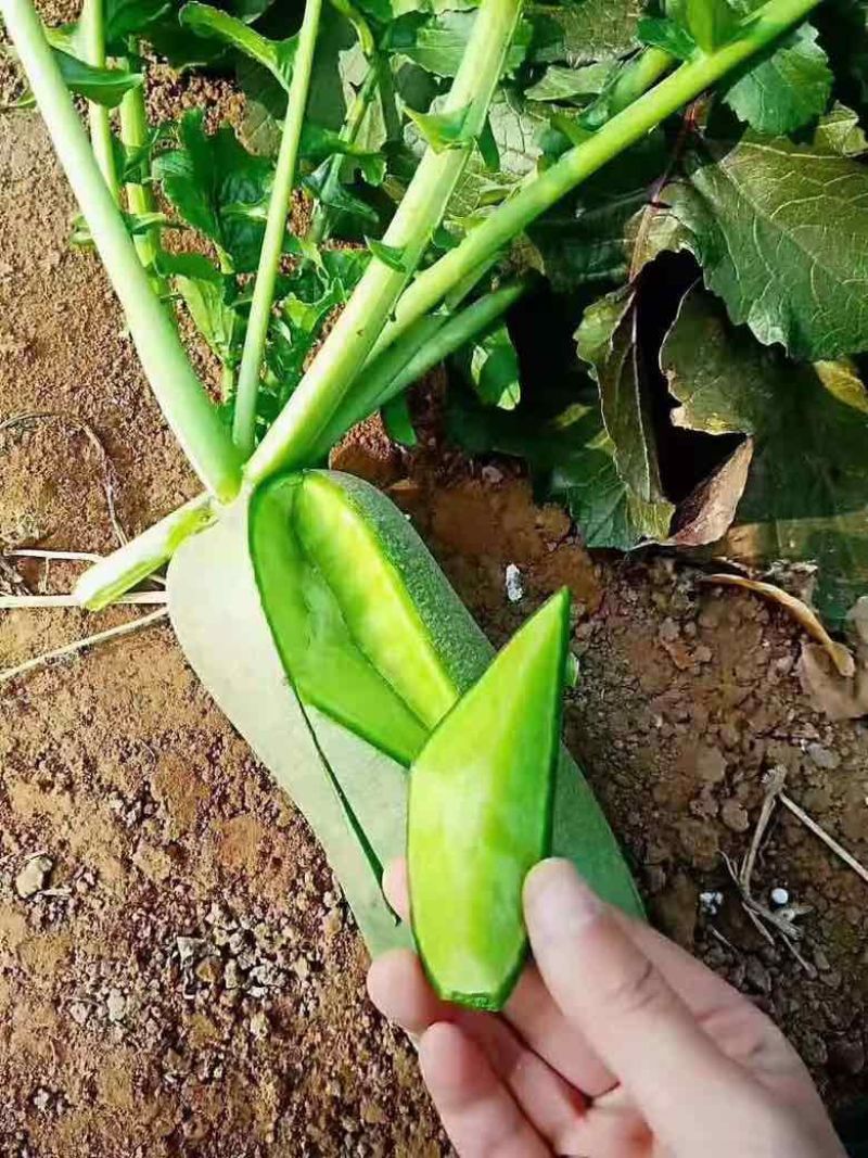 天津沙窝萝卜，冰激凌萝卜，凤梨萝卜