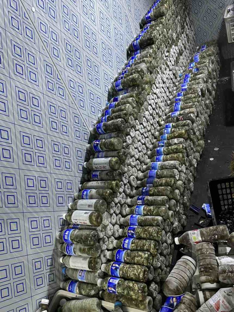 2025新鲜知了猴杜仲金蝉白蝉电商一件代发批发
