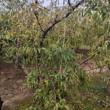 正宗沾化冬枣树苗有要树苗的联系