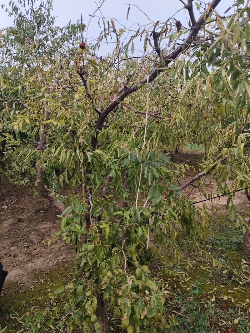 正宗沾化冬枣树苗有要树苗的联系