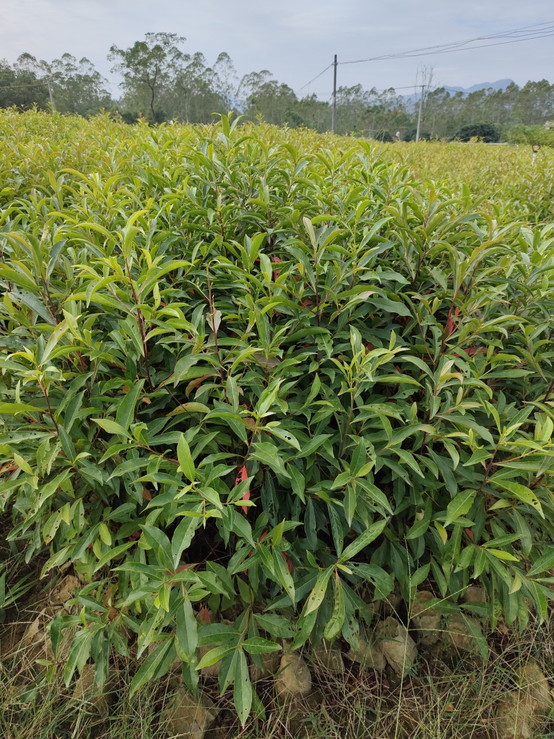 山杜英无纺1.5斤杯，50-1.2米高，寻找有缘的老板