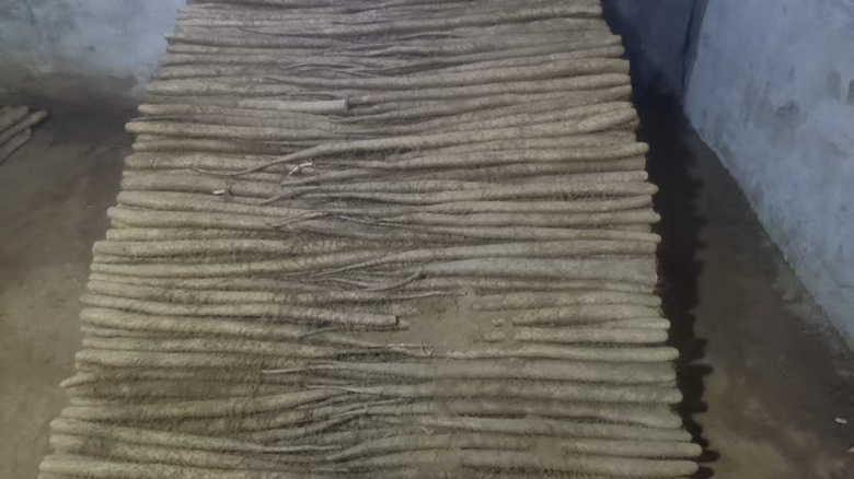 展示山药白玉与普通山药在颜色、形状等方面的差异 山药白玉与其他山药对比图