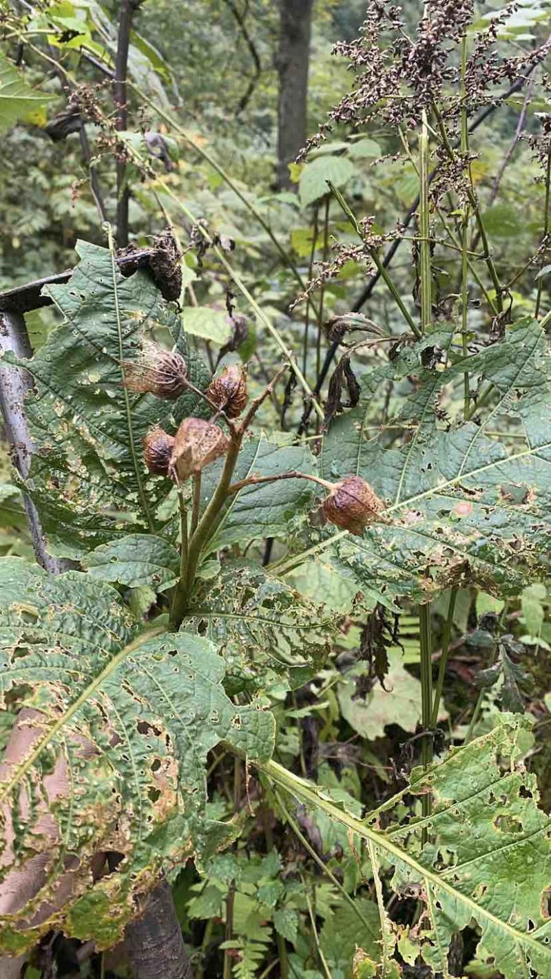 我有野生搜山虎，又名三分三，鲜货价。需要的老板可以联系