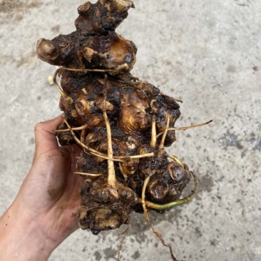 我有野生搜山虎，又名三分三，鲜货价。需要的老板可以联系