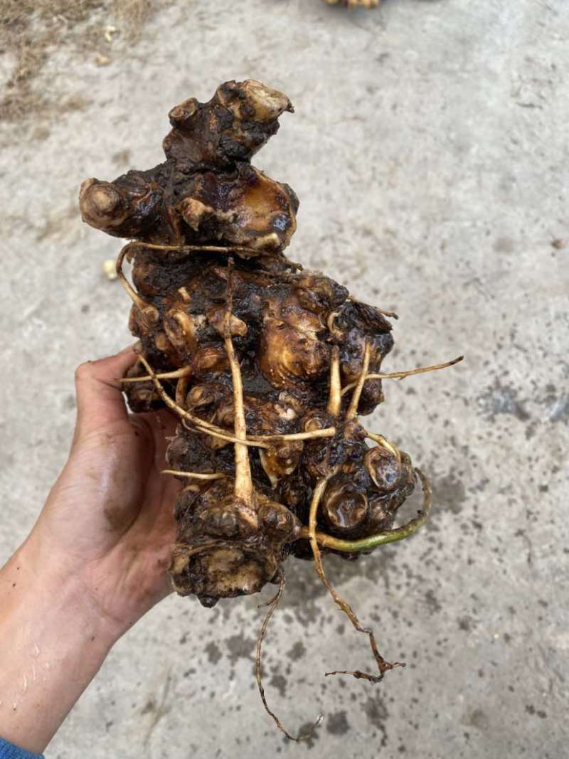 我有野生搜山虎，又名三分三，鲜货价。需要的老板可以联系