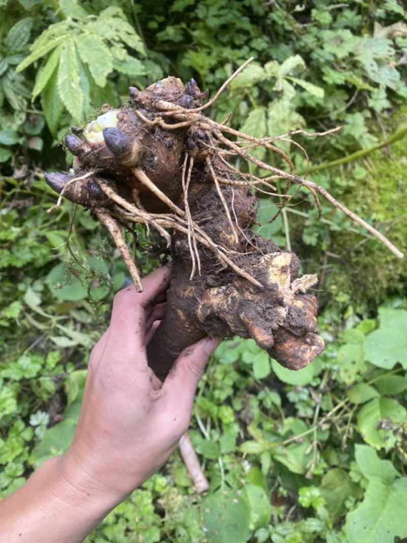 我有野生搜山虎，又名三分三，鲜货价。需要的老板可以联系