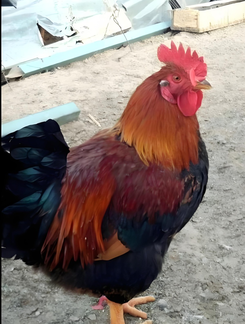 麻公鸡