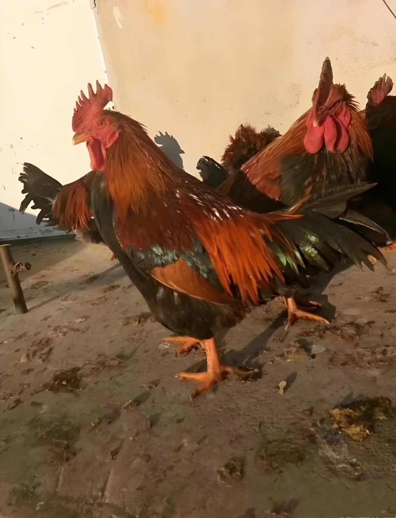 麻公鸡