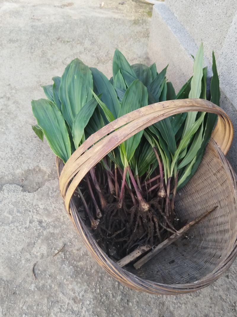 毛慈菇苗