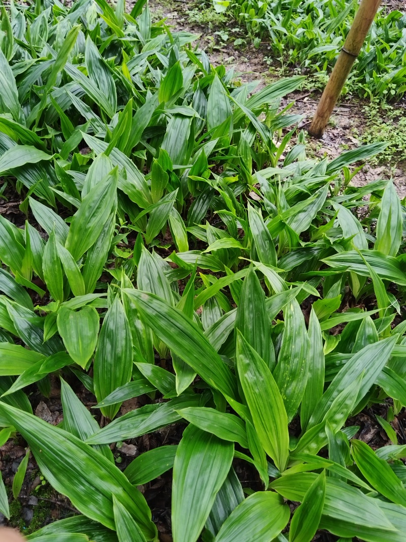 毛慈菇苗