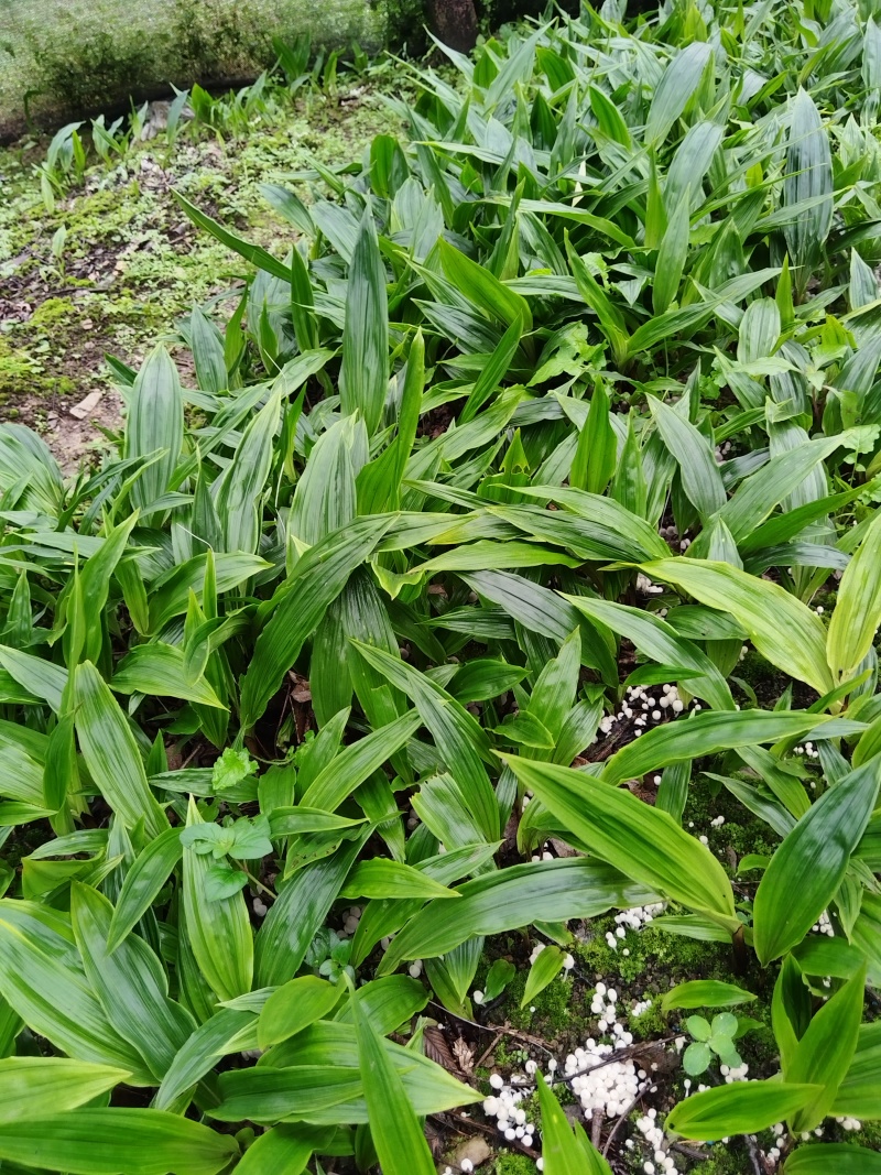毛慈菇苗