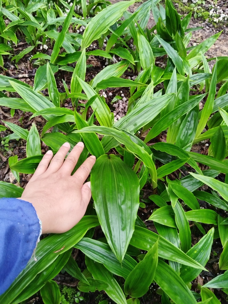 毛慈菇苗