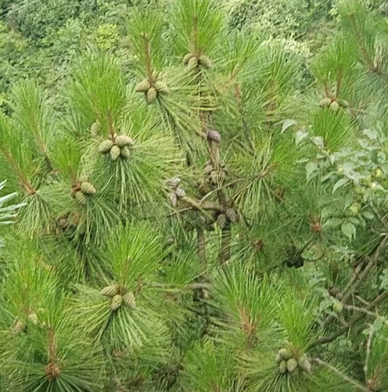 马尾松松果