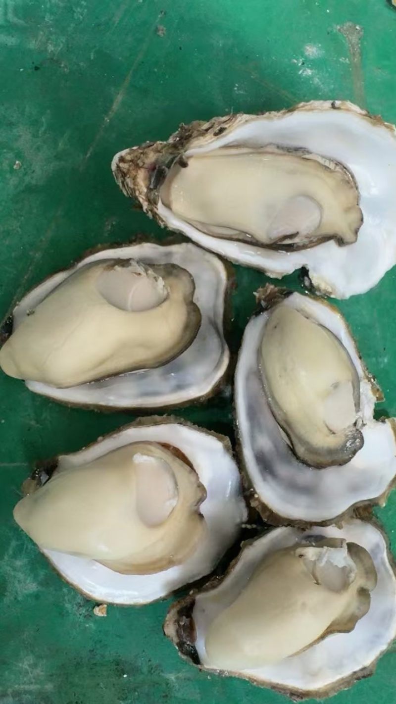 精品三倍体水产新鲜生蚝大量现货可视频看货欢迎电联