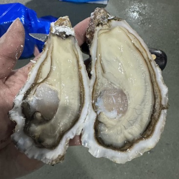 精品三倍体水产新鲜生蚝大量现货可视频看货欢迎电联