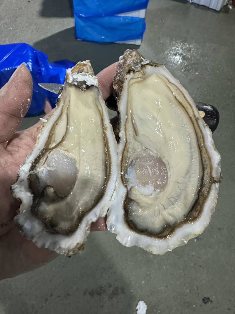 精品三倍体水产新鲜生蚝大量现货可视频看货欢迎电联