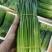 精品韭菜苔