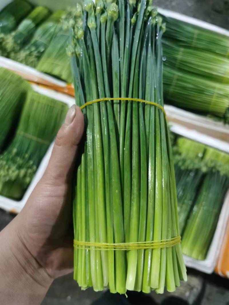 精品韭菜苔