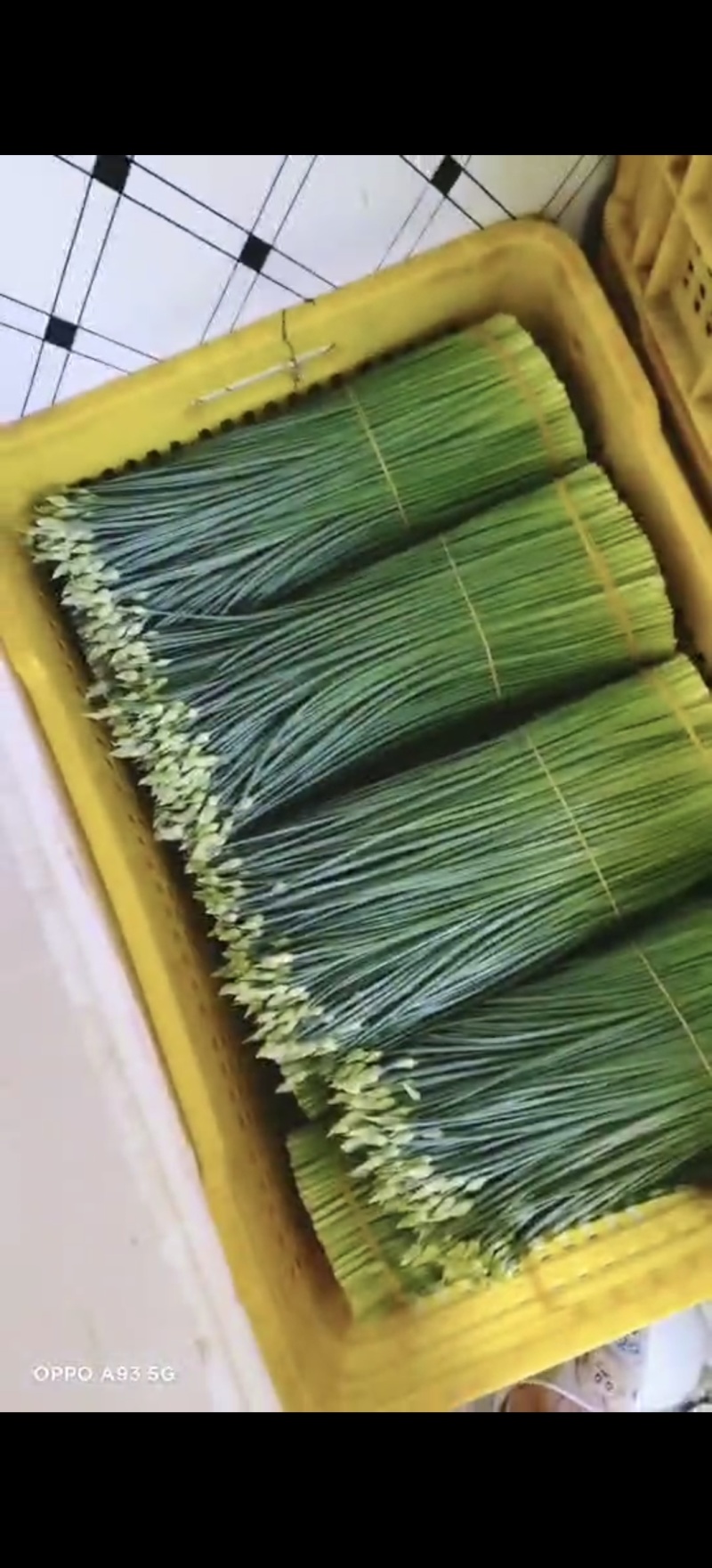 精品韭菜苔