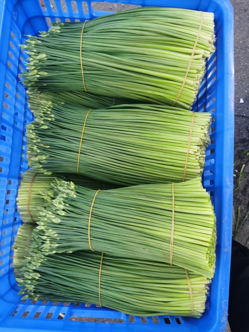 精品韭菜苔