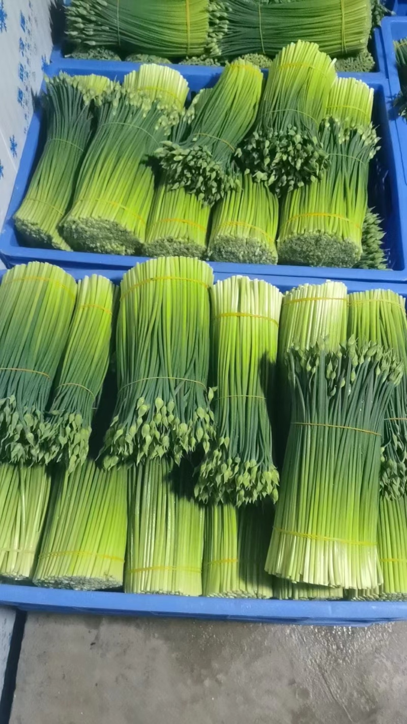 精品韭菜苔
