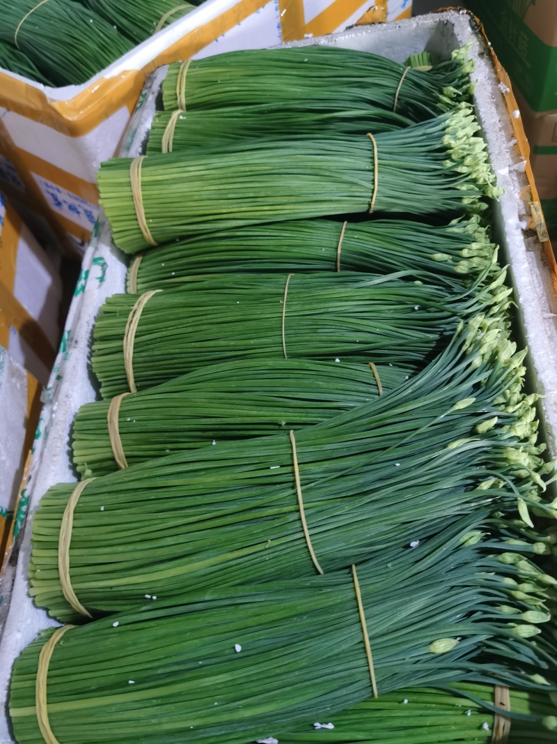 精品韭菜苔