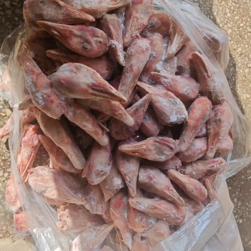 仔鹅头大量有货