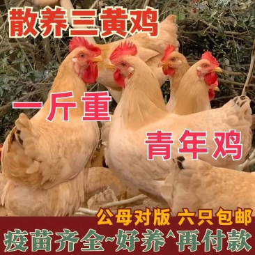 三黄鸡苗诚信商家买1000送200包打防疫包运输满意