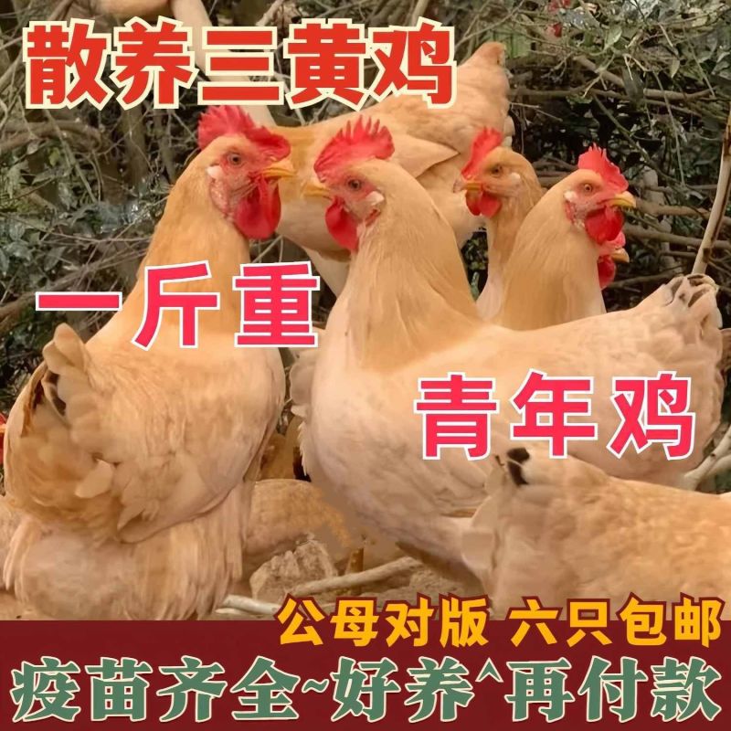 三黄鸡苗诚信商家买1000送200包打防疫包运输满意