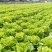 意大利生菜，量大从优，价格随行就市***********