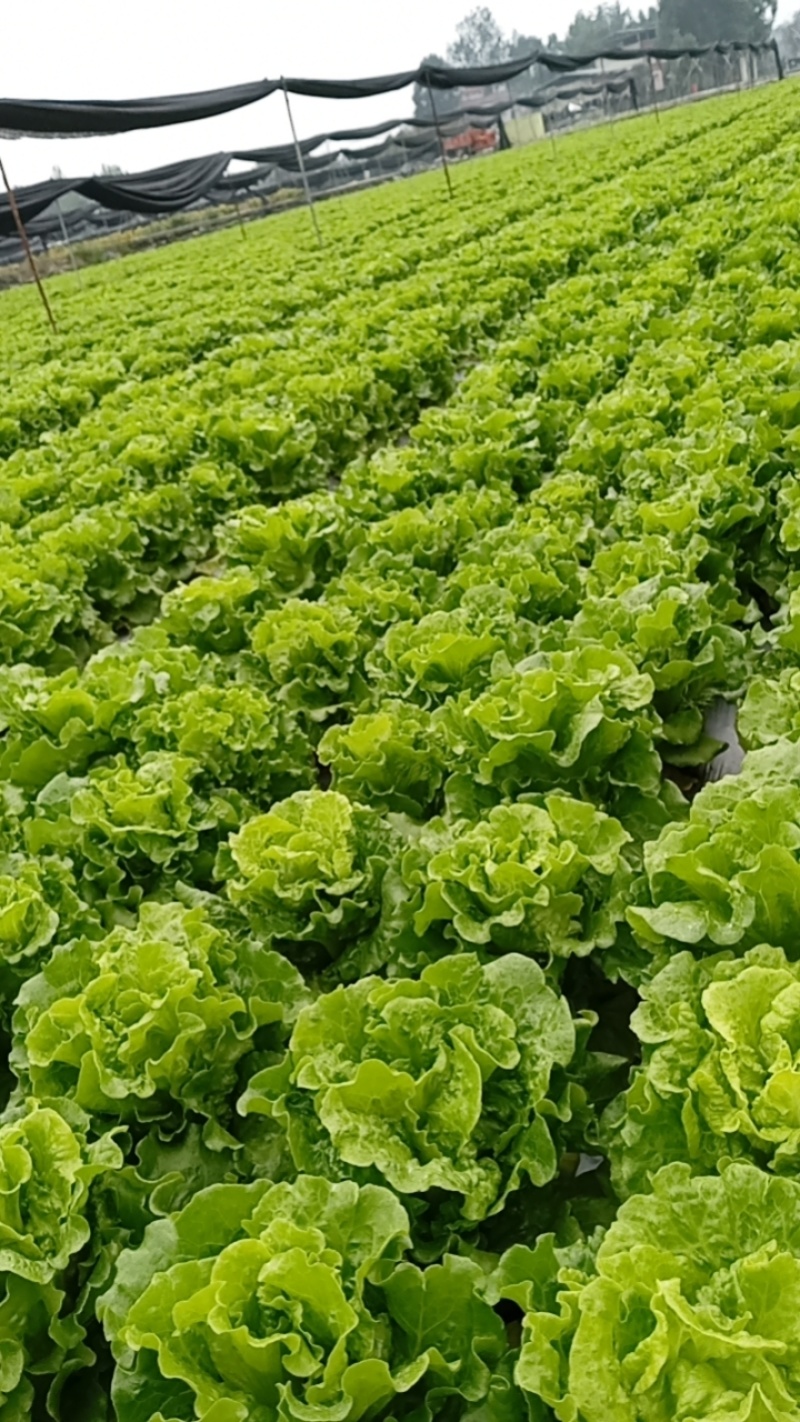 意大利生菜，量大从优，价格随行就市***********