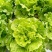 意大利生菜，量大从优，价格随行就市***********