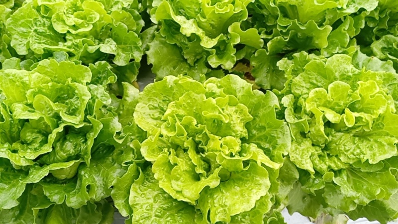 意大利生菜，量大从优，价格随行就市***********