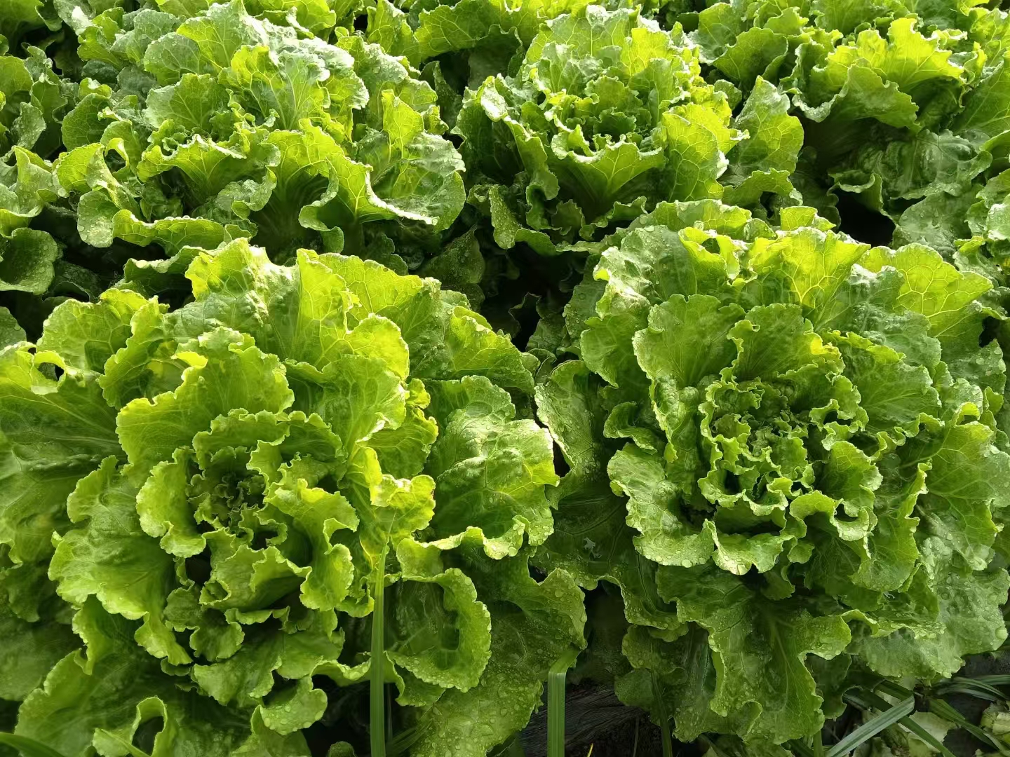 春菜与生菜对比图