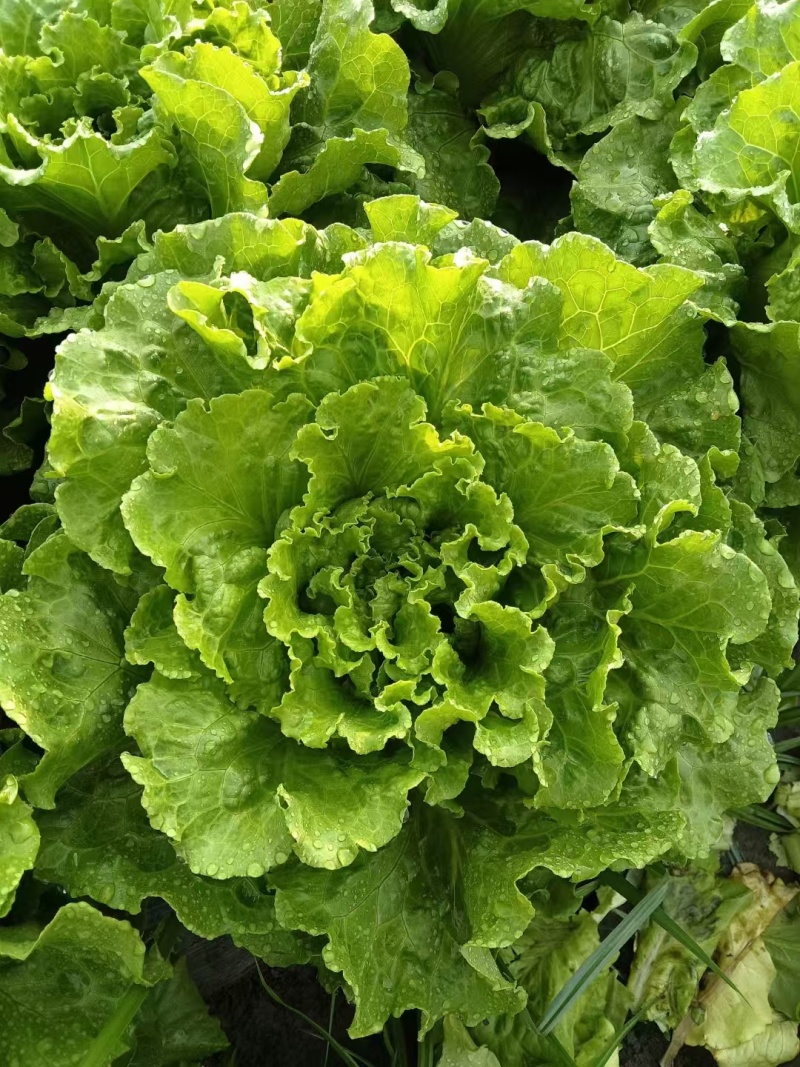 意大利生菜，量大从优，价格随行就市***********