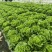 意大利生菜，量大从优，价格随行就市***********