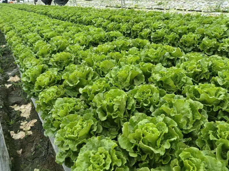 意大利生菜，量大从优，价格随行就市***********
