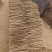 山药
