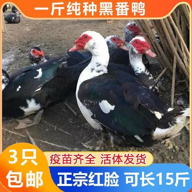 番鸭苗诚信商家买1000送200包打防疫包运输满意