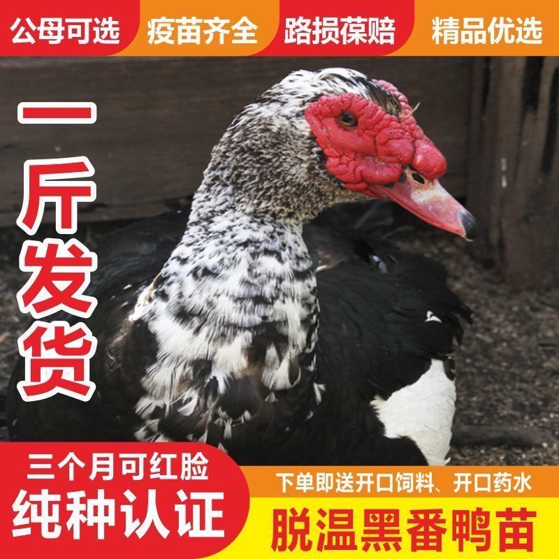 番鸭苗诚信商家买1000送200包打防疫包运输满意