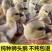 狮头鹅苗诚信商家买1000送200包打防疫包运输满意