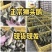 狮头鹅苗诚信商家买1000送200包打防疫包运输满意