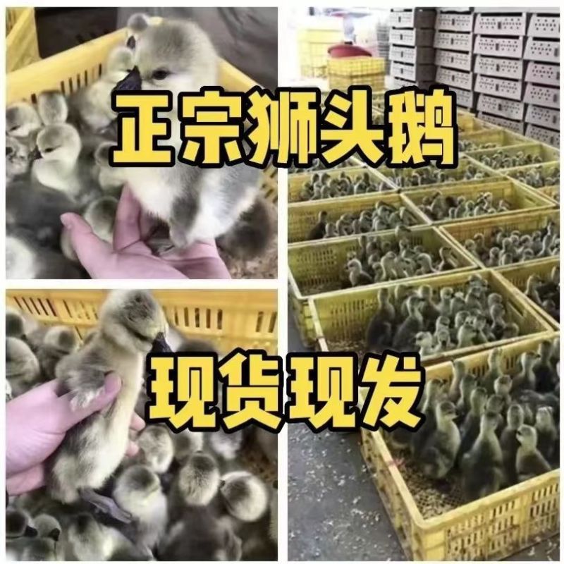 狮头鹅苗诚信商家买1000送200包打防疫包运输满意
