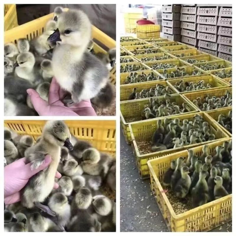 狮头鹅苗诚信商家买1000送200包打防疫包运输满意