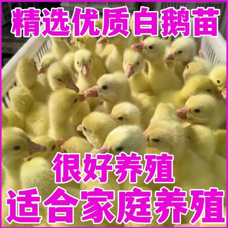 三花鹅苗诚信商家买1000送200包打防疫包运输满意