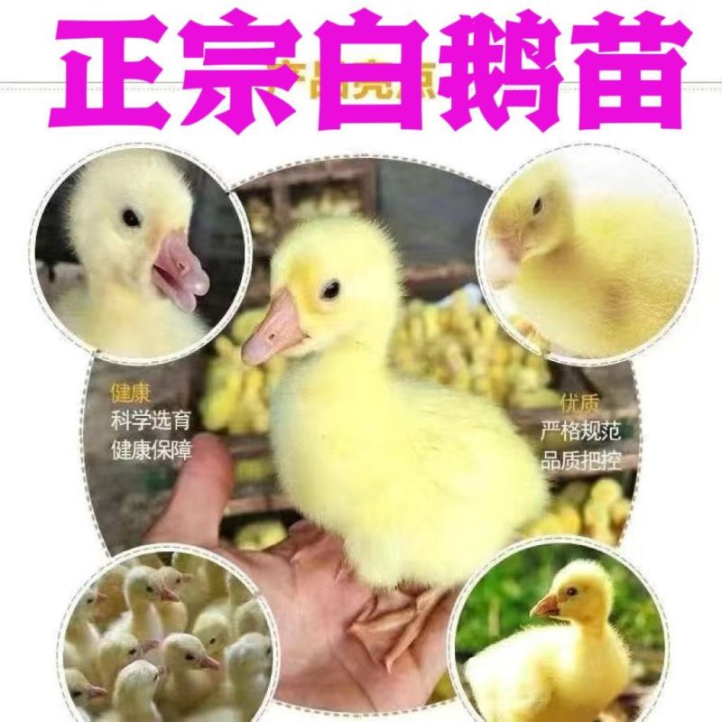 三花鹅苗诚信商家买1000送200包打防疫包运输满意